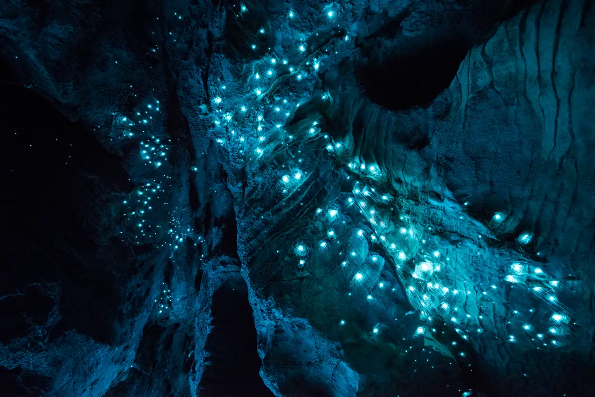 Glow Worms